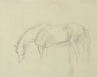 Ein grasendes Pferd
